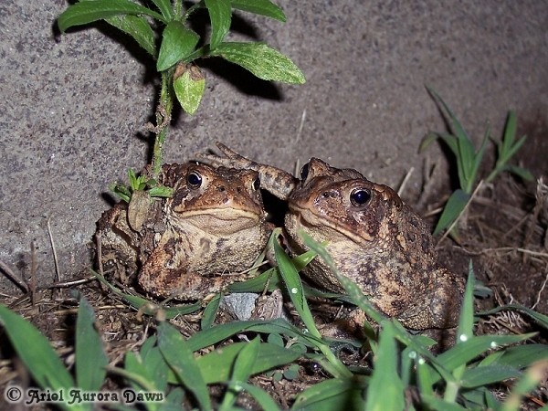 Two Toads