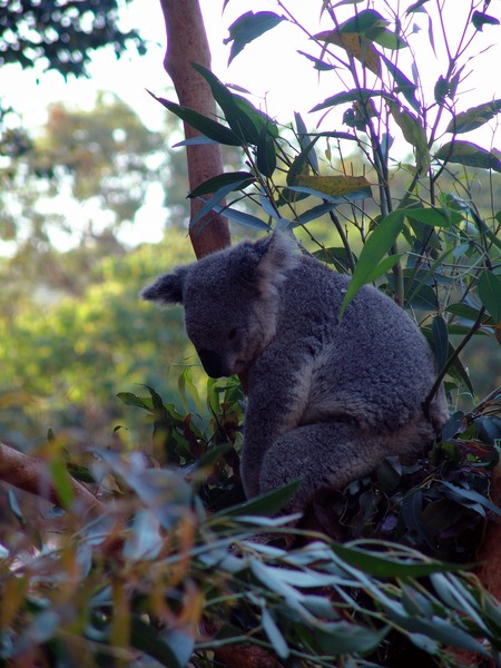 Koala