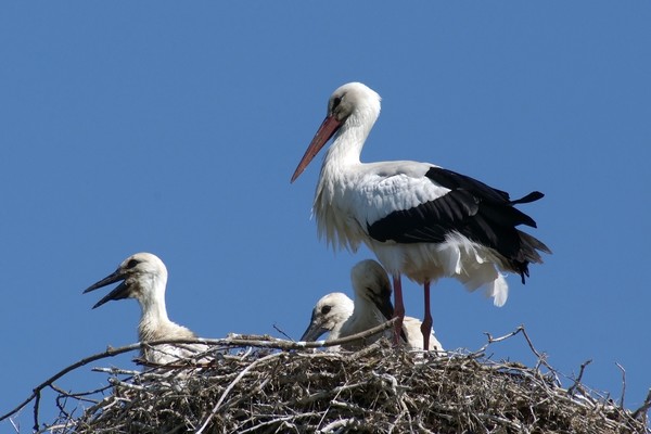 A family of storks