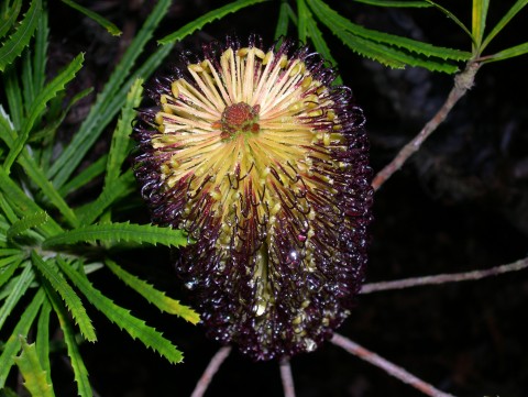 Dewy Flower