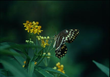 Sallowtail Butterfly