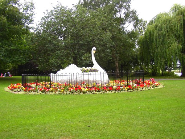 The Swan