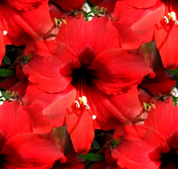 The Red Amaryllis (Two)