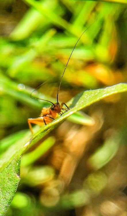 long antennas