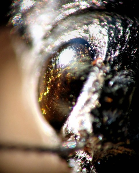 a bugs eye