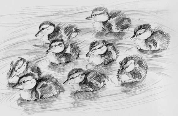 Duckling Brigade