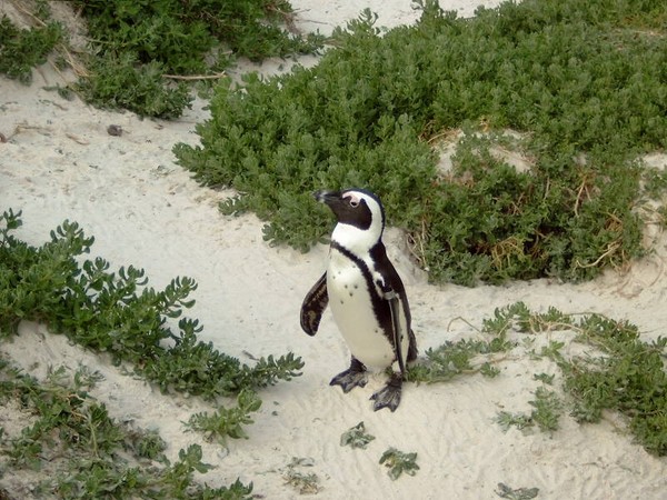Pick Up A Penguin