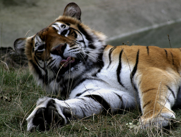 Bengal Tiger