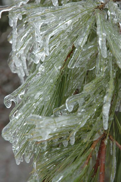 Frozen Pine Needles