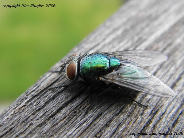 'Green-Fly'