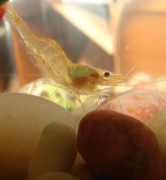 Ghostshrimp