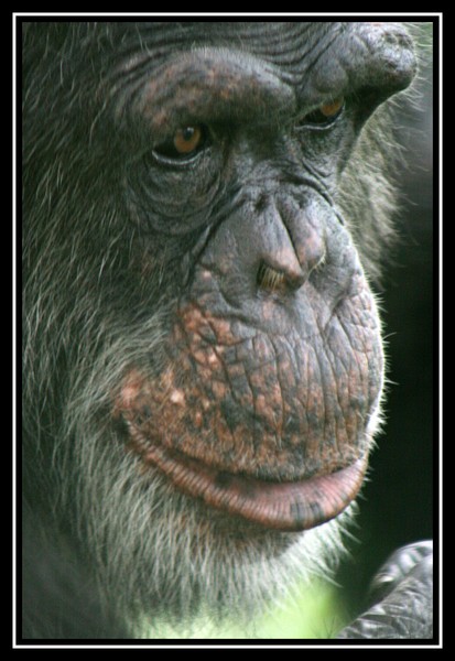 chimp close-up