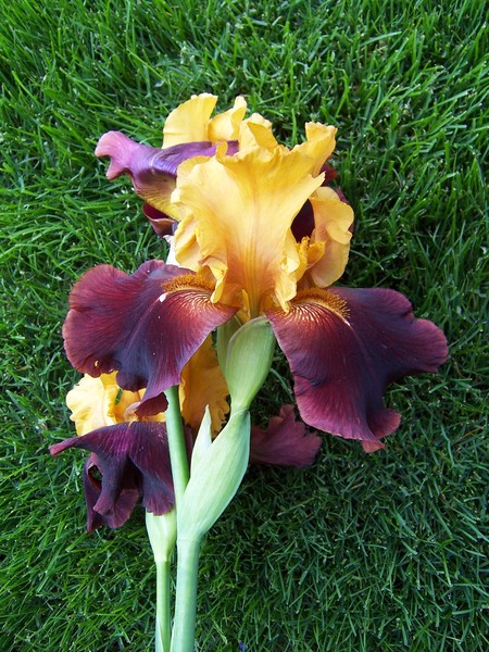 Yellow-Red Iris