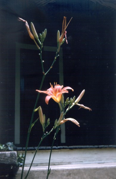 Japanese Lily in Doorway