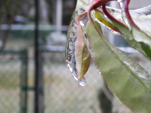 leaves of ice