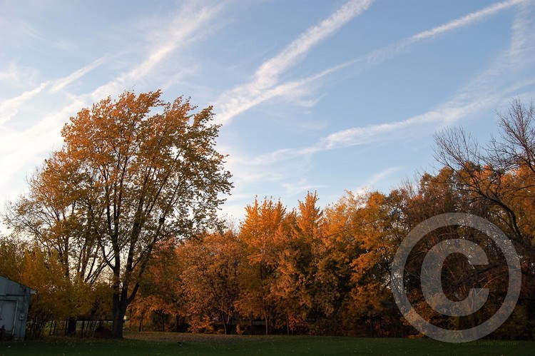 Autumn Trees Electric Sky Photo