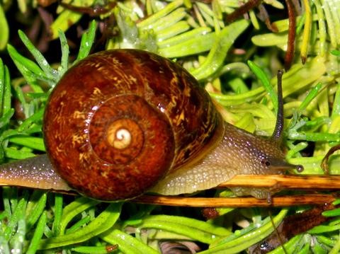 A Day in the Life of a Snail