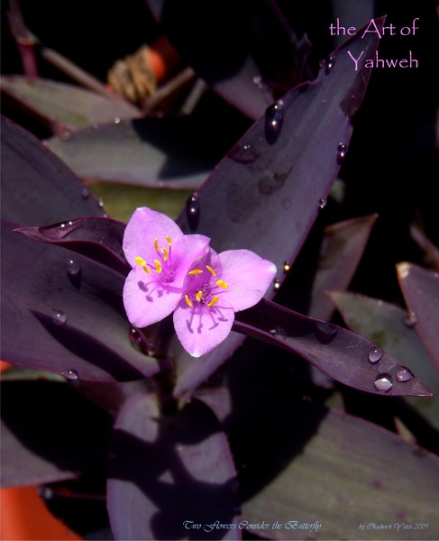 Art of Yahweh: Two Flowers Consider The Butterfly
