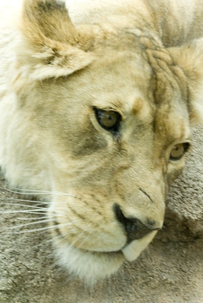 Lioness Relaxes