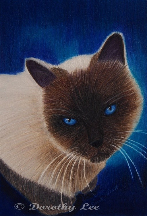 Siamese Cat