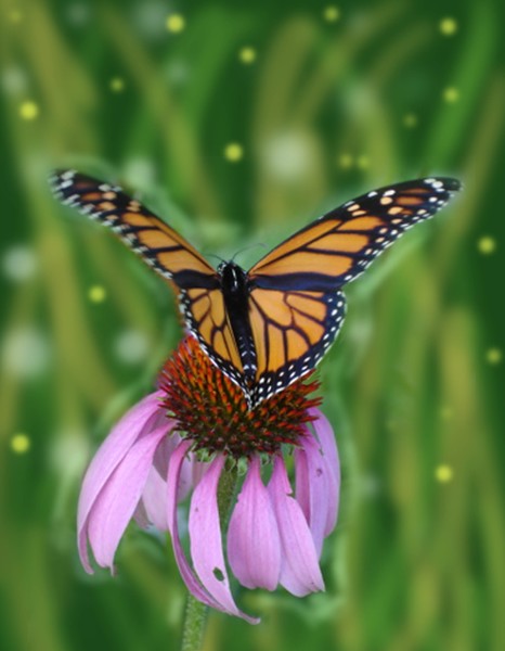 Monarch and Echinacea