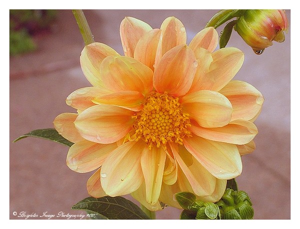 Dahlia