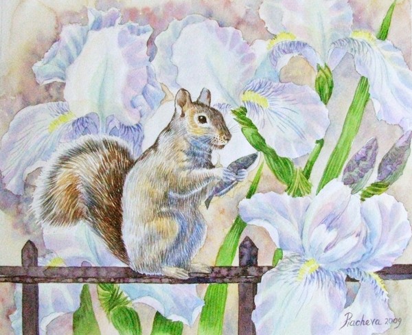 Squirrel and Flowers.