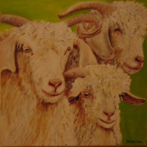 Angora Goats