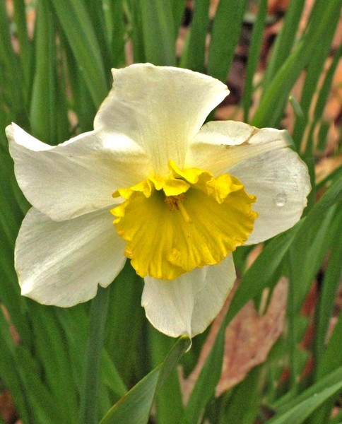 BICOLOR DAFFODIL