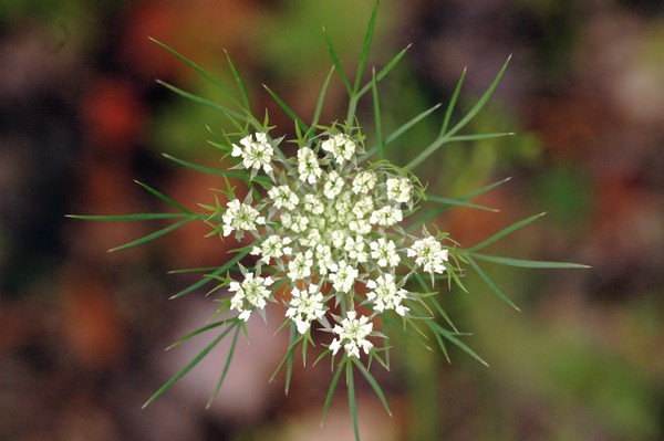  Queen Anne's Lace