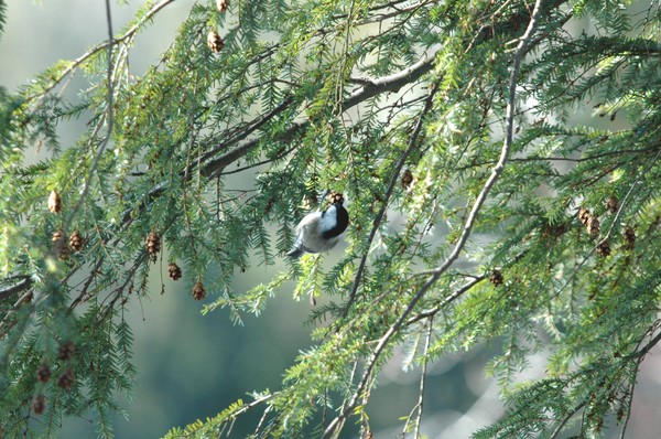 Chickadee feeding on Hemlock cones