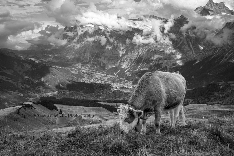Swiss Cow in the Alps