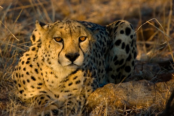 Cheetah in Morning Light