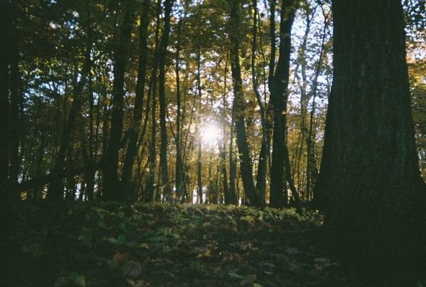 Into the woods with my 2 dollar camera!