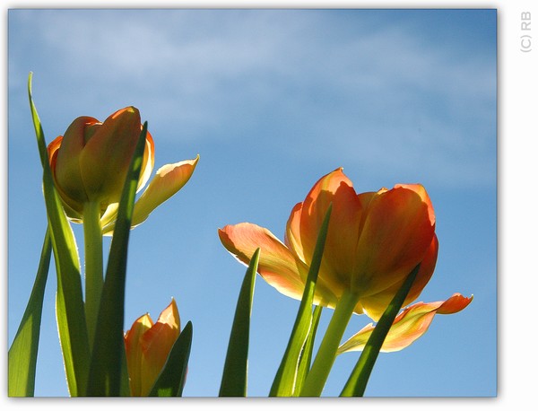 Tulips in the sun