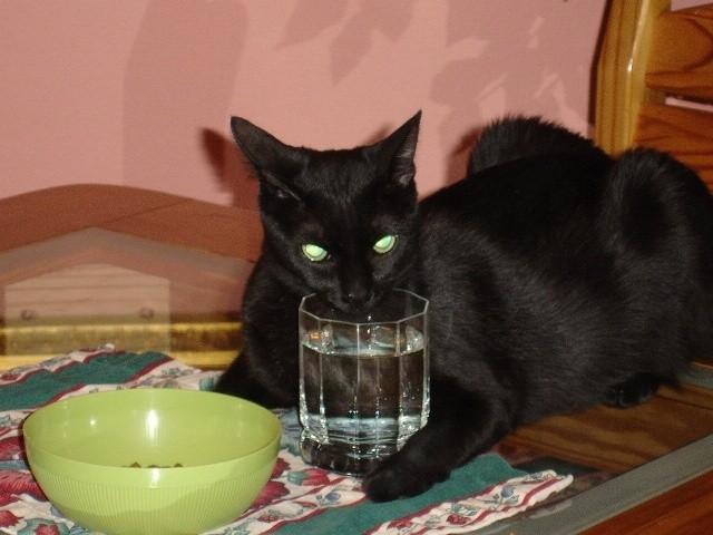 Midnight n his water