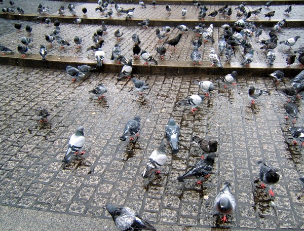 Pigeons on the Dam