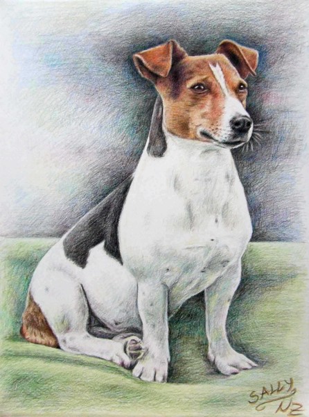 Jack Russell Terrier Sally