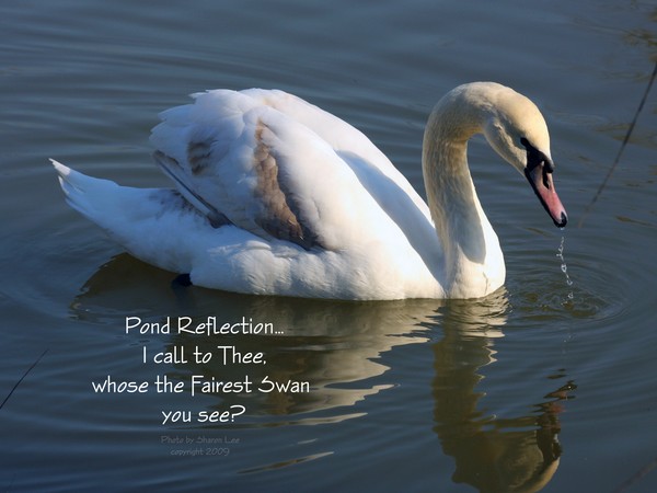 Fairest Swan