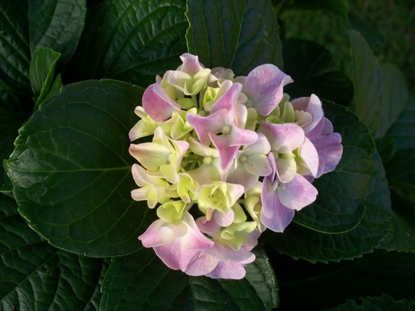 Hydrangea Florette