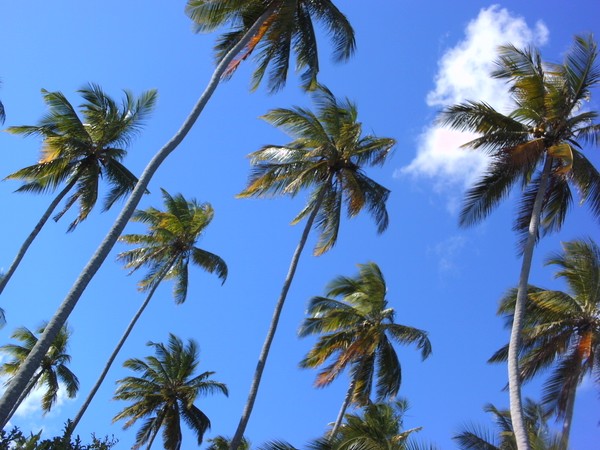 Palm tree paradise