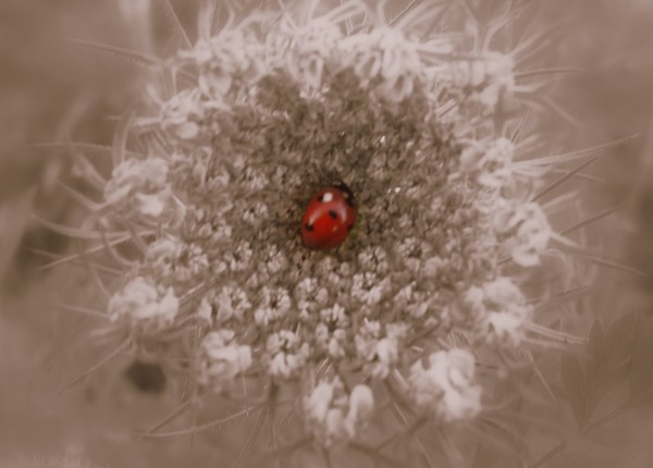 Sepia Ladybug