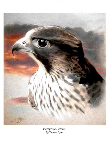 p.falcon