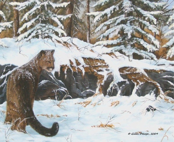 North americain cougar