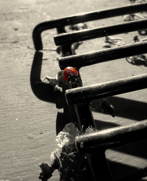 En Rouge et Noir