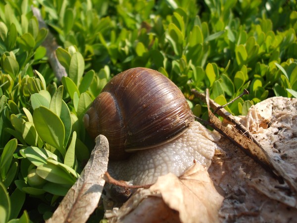 Snail