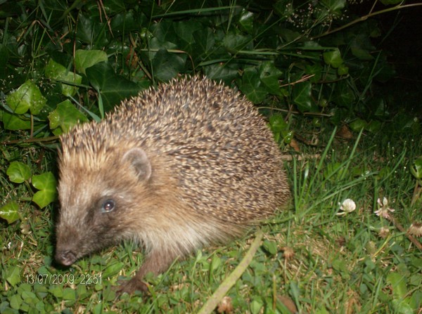 a lovely  hedgehog