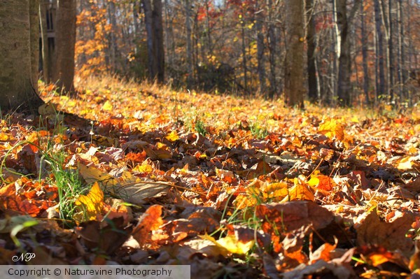 Autumn Amazement