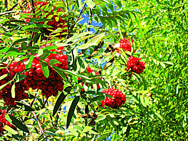 Rowan berries