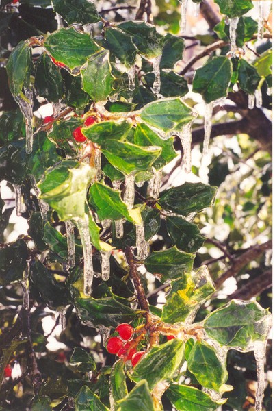 Ice berries